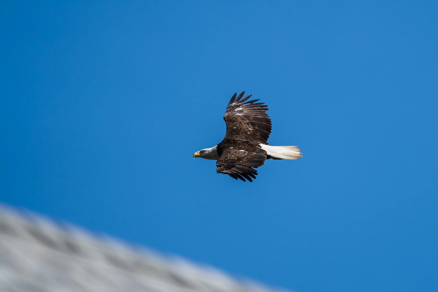 A bald eagle flying over the roof of a house