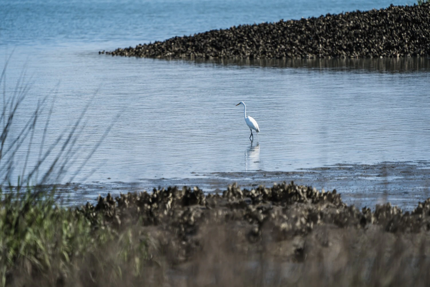 A white egret walking in shallow water