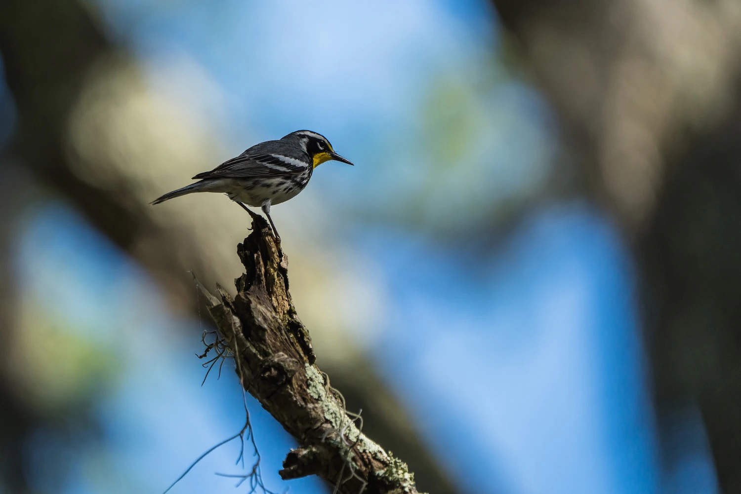 A yellow throated warbler sitting on a branch